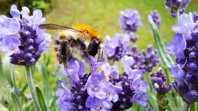 Nahaufnahme: Eine Hummel macht sich genussvoll über Lavendelbüten her.