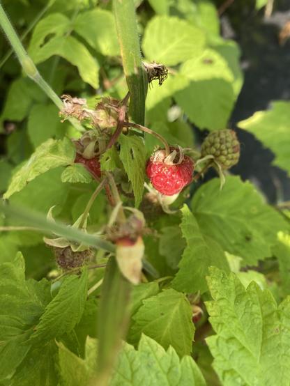 Une petite framboise rouge éclairée par le soleil au milieu des feuilles et tiges vertes