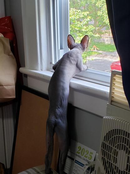 A sphynx kitten standing up to look out an open widow