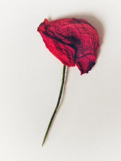 A vibrant red, dried poppy flower with a slender green stem lies diagonally on a plain white background. The petals are crinkled, showing texture and slight variations in shade, and cast a soft shadow to the right.