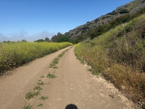 Dirt bike path  with mustard plants on the edge