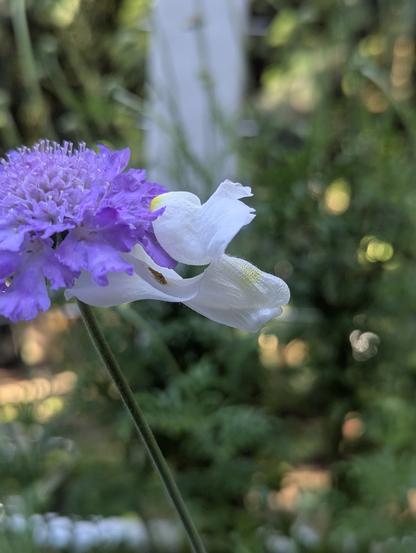 White snap dragon "biting" a butterfly blue pincushion flower.