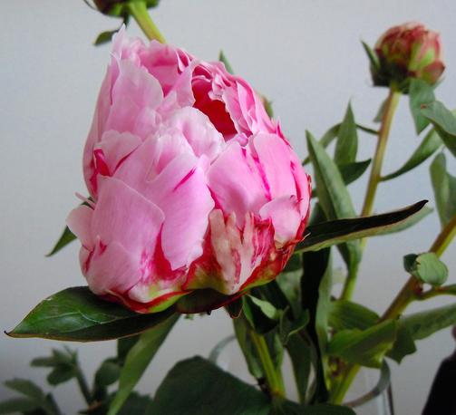 Close-up of a peony flower in pink with red accents and the corresponding leaves and, in the background, a bud out of focus.