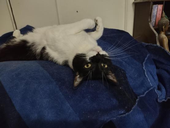 Ivy, a black and white cat, lays on her back with an extremely sassy expression.