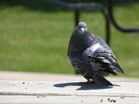 Photo of a beautiful, plump rock pigeon in shades of rich charcoals and greys--iridescent purple speckles on eir frilly throat--standing like a saucy fashion model on a cement fountain fixture under a wash of brilliant sunlight against a grassy quadrangle. The pigeon has turned suddenly towards us mid-strut to strike a pose along the fountain's edge: Eir tiny orange eyes are flung coquettishly in our direction, and eir tail feathers--in beautifully ruffled greyscale--seem to whip 'round in a matching curl forward. Fabulous is the only word for em.