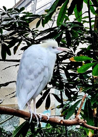 A white bird in profile sits on a branch. The bird is about 20 inches tall. It has a yellow beek and a small yellow fluff of feathers on its head.