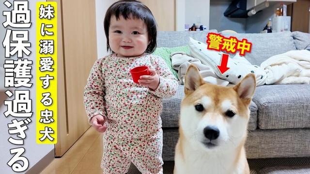 1歳娘を溺愛しすぎた柴犬の過保護っぷりがこちらwww