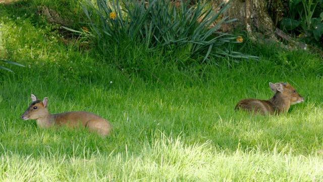 Two Muntjac deer lying back to back on the ground