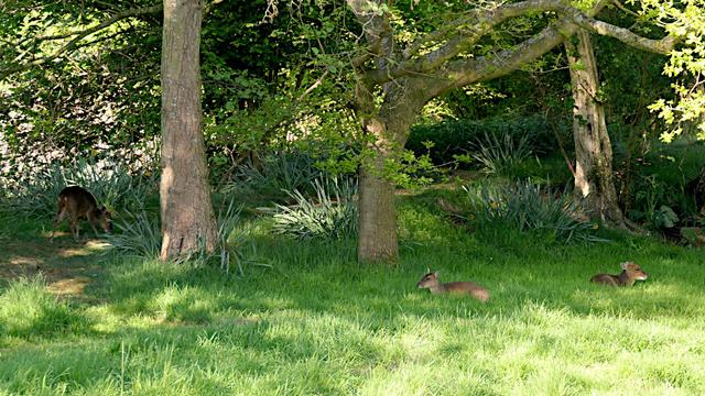 Two Muntjac deer lying back to back on the ground. Half hidden in the shadows is a third browsing the vegetation.