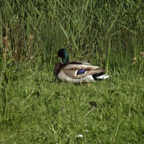 A glossy mallard drake, with a beautiful green head and fetching blue speculum, standing low in lushious green grass