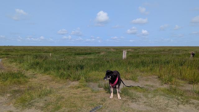Ein kleiner schwarzer Hund steht vor den Salzwiesen. 
Der Himmel ist blau mit einigen weißen Wolken.