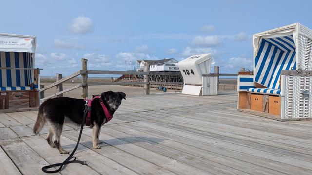 Ein kleiner schwarzer Hund steht auf einer Plattform aus Holz, auf der Strandkörbe stehen. Im Hintergrund ist ein Pfahlbau.
