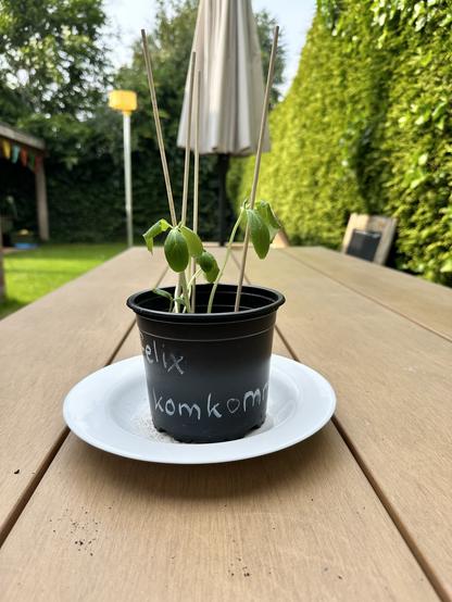 Cucumber sprouting plant with skewer sticks for support, in a small black plastic pot.