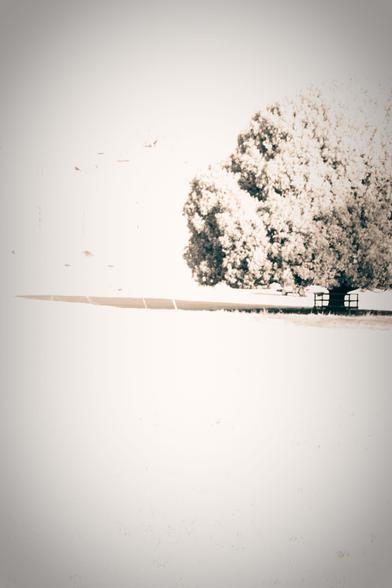 Over-exposed black and white image of a tree on a grass field.