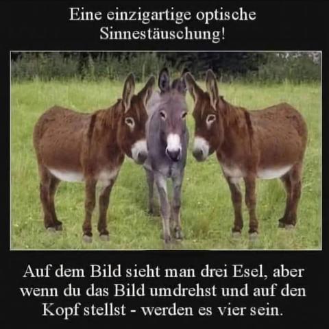Das Bild zeigt drei Esel in einem grünen Feld. Zwei Esel stehen auf der linken und rechten Seite, während ein dritter Esel in der Mitte steht. Die Esel sind in einem natürlichen Umfeld zu sehen, mit Gras und Bäumen im Hintergrund. Die Esel sind unterschiedlich gefärbt: zwei sind braun, und der mittlere ist grau. Die Aufnahme ist so gestellt. Der Text auf dem Bild lautet: "Eine einzigartige optische Sinnesstörung! Auf dem Bild sieht man drei Esel, aber wenn du das Bild umdrehst und auf den Kopf stellst - werden es vier sein."