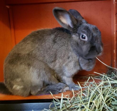 Small grey rabbit sitting in her hutch, nibbling hay.