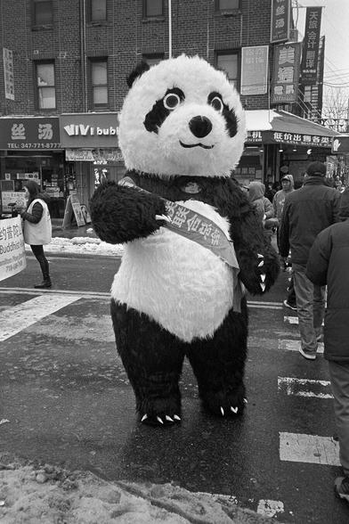 black and white image of someone in a big panda bear costume on a street in chinatown brooklyn