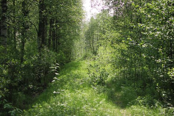 Vihreää lehtimetsää ruudun täydeltä. Vasemmalla koivujen runkoja, oikealla ohuempaa vittikkoa, keskellä polunkaltainen, mutta pitkää ruohoa ja muuta kasvava sekin.