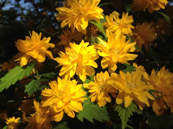 Gelbe, von der Sonne beschienene Ranunkel-Blüten
Garten