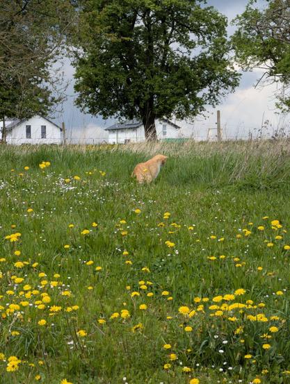 An orange cat stares into high grass.