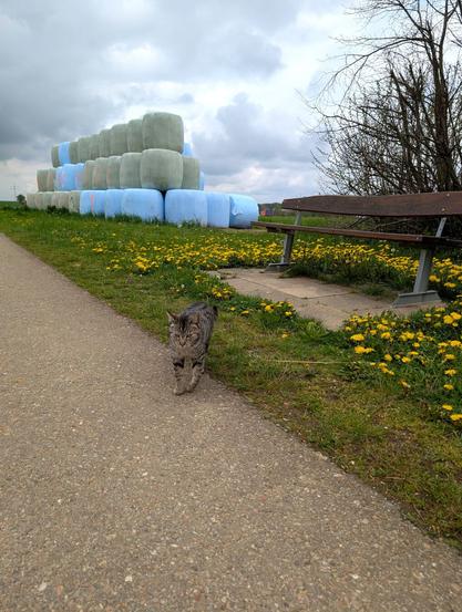 Another cat, this time black and grey, walks up to me in the middle of some farm land.