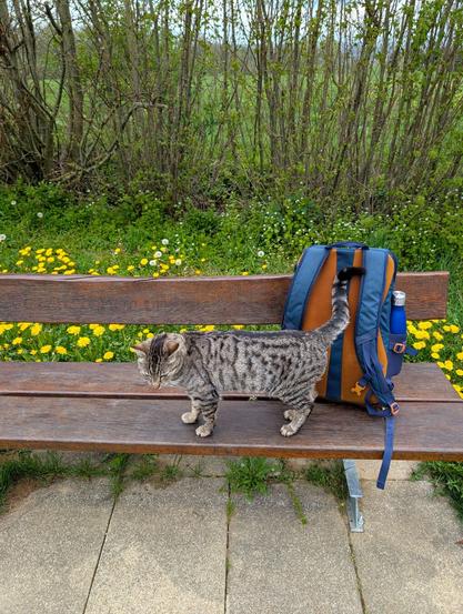 The same cat waits for me on the bench nearby and guards my backpack.