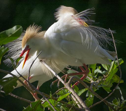 A pair of white birds with bright coral orange beaks and orange crests are displaying together on a green tree in a spot of sunlight. Long white plumes "fluff" off their bodies in all directions. This is a pair of Western Cattle Egrets in full breeding plumage. Their pair bond display of togetherness is important because this rookery hosted dozens of pairs with many active nests. Osa Peninsula, Costa Rica. June 2025. Photo by Peachfront.