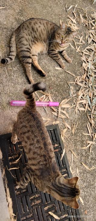 2 chats dans une courette avec des bambous couchés, un objet rose pour faire des bulles.