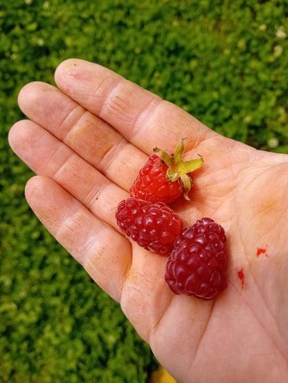 3 tayberrys