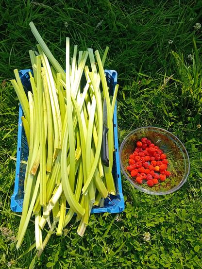 De la rhubarbe dans une clayette bleue et des framboises dans un saladier en verre