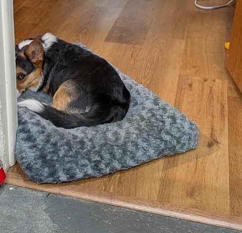 Tricolor corgi Jasper, resting on his cushy bed, just mostly in the door frame, with one eye on the camera