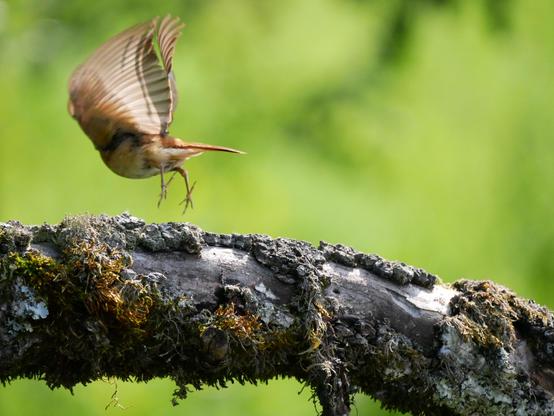 Foto eines kleinen hellbraunen Vogels, der gerade von einem moosbewachsenem, dicken Ast abspringt, um weg zu fliegen. Die Kamera hat den Moment erwischt, in dem die Flügel sich gerade in einer heftigen Bewegung befinden, deshalb sieht es aus, als ob sie wie ein halbtransparentes cape hinter dem Vogel her fliegt.