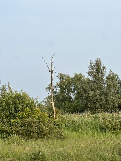 Kuckuck im Baum