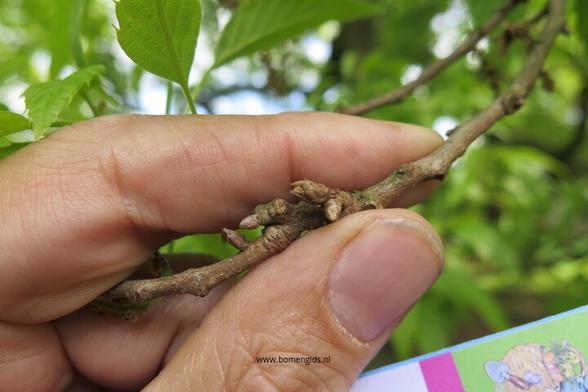 Photo of treespecies Quercus acutissima chenni : Category is knop-bud-knospe-bouton-capullo