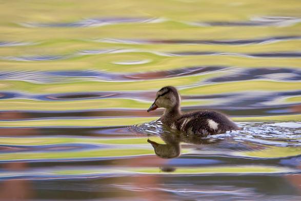 Gadwall duckling