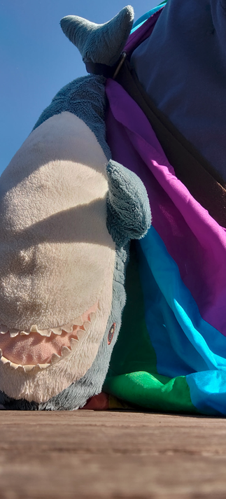 small ikea blahaj hanging from its tail from someone's shoulder. pride flag also draped over shoulders