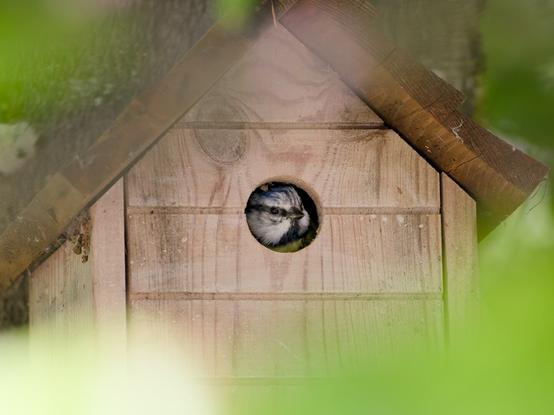 A blue tit peeks out from the circular opening of a wooden birdhouse mounted on a tree. The rustic birdhouse is framed by soft green leaves in the foreground, creating a peaceful and intimate woodland scene.