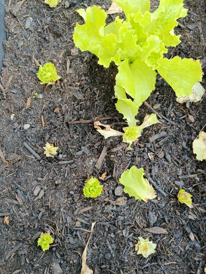 Plusieurs salades coupées qui ont des petites feuilles qui repoussent