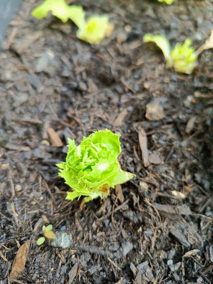 Une salade coupée il y a une semaine repousse déjà