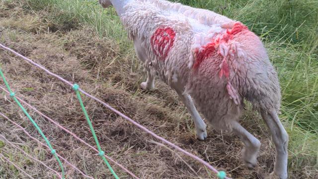Mouton label rouge