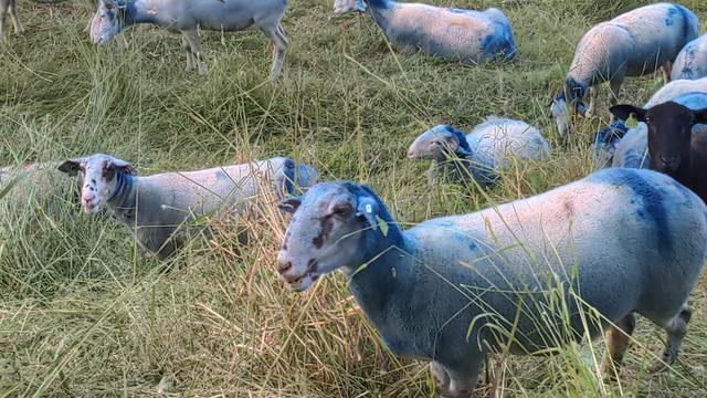 Mouton label bleu