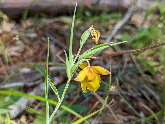 A photo of a Diogenes' Lantern flower. It has 3 yellow petals, 6 yellow sepals, forming a globe that hangs upside-down below the stem like an oil lantern. The plant is about 8 inches tall, and the flower is about 2 inches wide. The plant has one flower, one developing bud, and a few small grasslike cauline leaves.