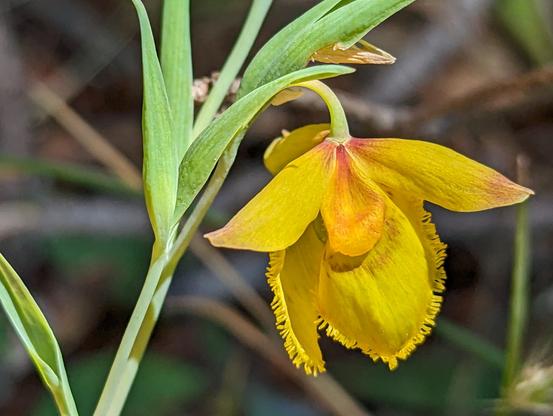 A close-up of the flower. The edges of the 3 petals are fringed with short yellow hairs, and there is a faint brown line horizontally across the middle of each petal.
