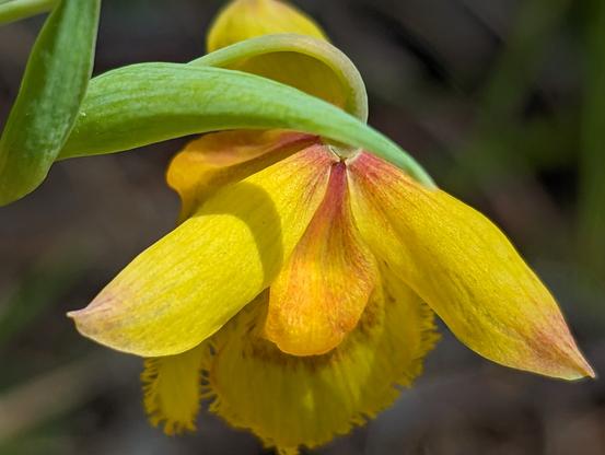 A close-up of the flower from above. The 6 sepals can be distinguished and it is shown that they are of 2 different types: 3 longer and more slender with erect pointed tips, 3 shorter and wider with tips rolled under. Each sepal is yellow with a reddish base. The longer sepals are slightly reddish at the tips.
