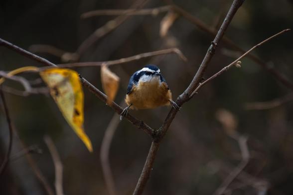 A red-breasted nuthatch perches in the v of a tree’s twigs, one leg on each side in a sort of split; the background is a dull brown, although a yellow autumn leaf is visible in the left background.