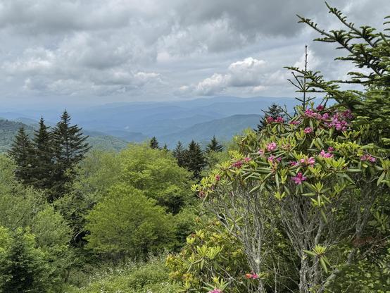 A long view west from Waterrock Knob, with some blooming purple azaleas quite close, and a variety of conifers and mixed deciduous trees, as the land falls off from the 5820' height we are, down into the valley.

If you look carefully off to the left 1/3 of the picture you can spot the casino in Cherokee, oh boy.  It is a beautiful long, misty-blue vista, with layer after layer of mountain ridges, and a stormy-looking sky.