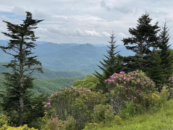 This shot was still at Watterock, but looking easterly, can you tell?  Fewer big fir/pine trees here, and the ground falls away quite quickly, but is covered in a mass of blooming purple rhododendron.  We have hiked up here once from a stop on the BRP but did not do that today, nor did we walk to the very top of the knob.

This direction you're looking at the Blue Ridge Mountains, which are still showing many layers, but several also that are lower, and closer, seeming like a green blanket that a giant just dropped over everything.  It is misty and overcast, but with some defined clouds as well.