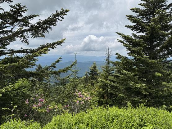 Another long view from the top of Watterock Knob, looking westerly.  The image is flanked by 2 fir trees (I think) and there are low shrubs in front, and some blooming purple rhododendron to the left as the ground falls away.

Several conifers about 25 downslope are quite a light yellow at the tips, as they are either growing or setting some kind of pinecone.  You can still see layer after layer of old, low mountains in the distance.  The whole scene is blue and green, with just a touch of purple.