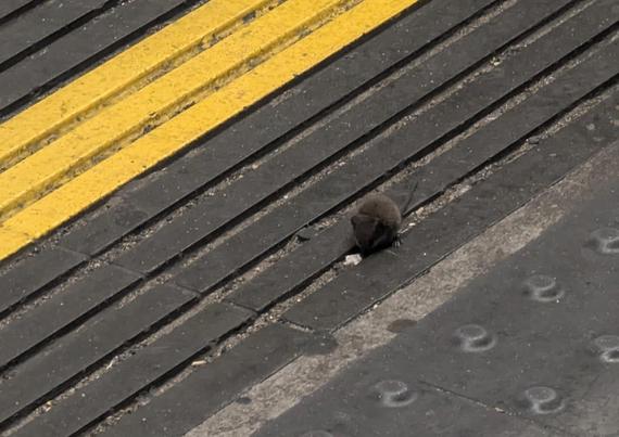 A very small mouse near the edge of a London underground platform at Tottenham Court Road. It is safely behind the yellow line.