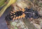 The larvae of an Asian lady bug.